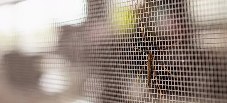 Repair Mosquito Mesh For Windows in Miramar, FL